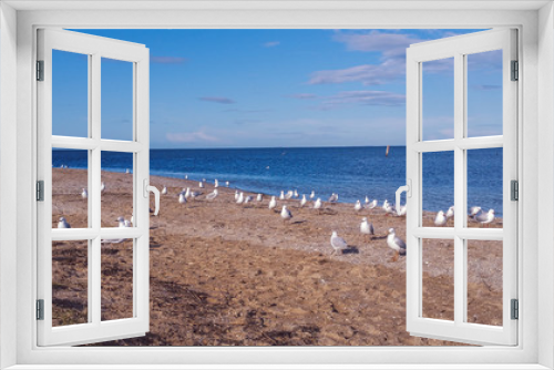 Fototapeta Naklejka Na Ścianę Okno 3D - flock of seagulls on the beach