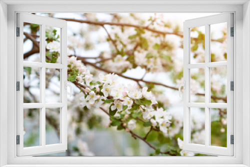 Fototapeta Naklejka Na Ścianę Okno 3D - apple blossom in spring