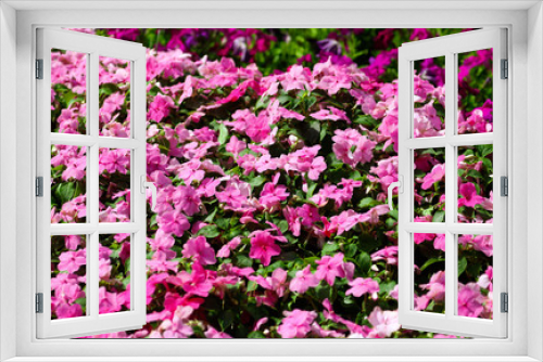 Fototapeta Naklejka Na Ścianę Okno 3D - Beautiful pink flowers on the nature