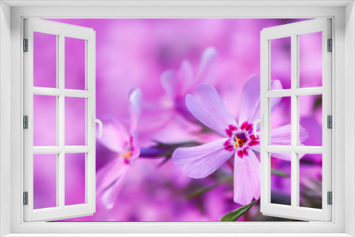 Fototapeta Naklejka Na Ścianę Okno 3D - Pink flowers of Creeping Phlox in spring. Floral background