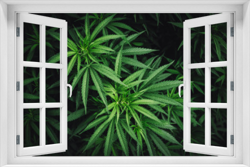 Fototapeta Naklejka Na Ścianę Okno 3D - marijuana medical cannabis leaf background