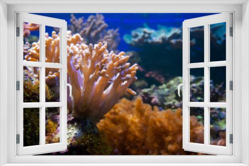 Fototapeta Naklejka Na Ścianę Okno 3D - Underwater life. Coral reef, fish.