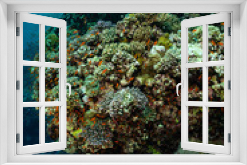 Fototapeta Naklejka Na Ścianę Okno 3D - typical Red Sea tropical reef with hard and soft coral surrounded by school of orange anthias
