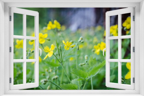 Fototapeta Naklejka Na Ścianę Okno 3D - Celandine flowers in spring