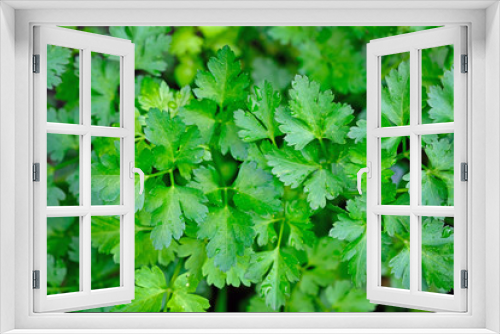 Fototapeta Naklejka Na Ścianę Okno 3D - Parsley leaves top view. Parsley plant twigs background. Green natural background, spices. Medicinal herbs growing in the garden.