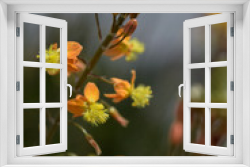 Fototapeta Naklejka Na Ścianę Okno 3D - Buds blossom