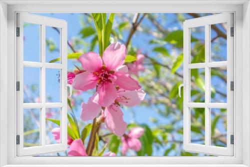 Fototapeta Naklejka Na Ścianę Okno 3D - Bright pink flower of a peach tree (Prunus persica) on a branch with green leaves under the bright rays of the sun.