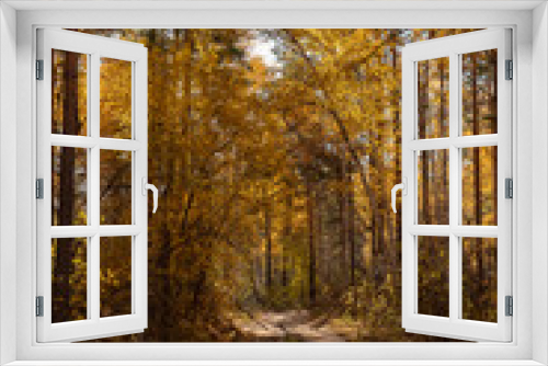Fototapeta Naklejka Na Ścianę Okno 3D - Yellow autumn forest in Russia