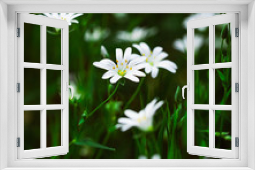 Fototapeta Naklejka Na Ścianę Okno 3D - Blumenbeet