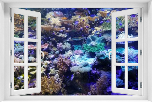 Fototapeta Naklejka Na Ścianę Okno 3D - coral reef and fishes under the sea