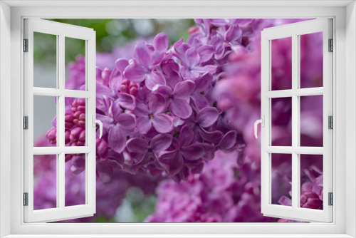 Fototapeta Naklejka Na Ścianę Okno 3D - Magnificent fresh bunch of purple lilac on the bush. Garden bush, spring flowering, fresh aroma. Selective soft focus, shallow depth of field.