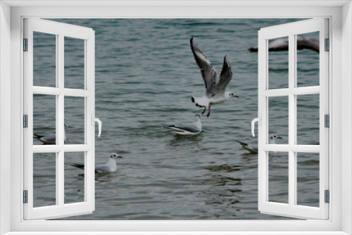 Fototapeta Naklejka Na Ścianę Okno 3D - 
sea ​​gulls