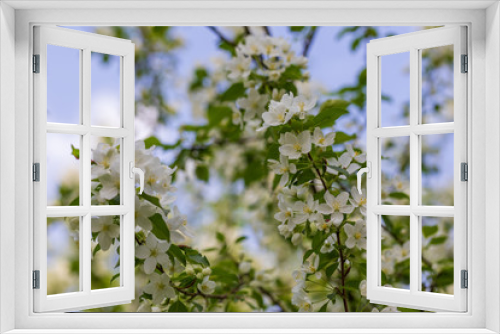 Fototapeta Naklejka Na Ścianę Okno 3D - Apple tree flowers on sunny spring day.