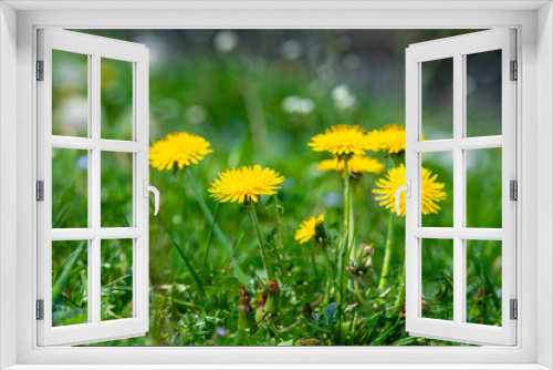 Fototapeta Naklejka Na Ścianę Okno 3D - dandelion on a green meadow