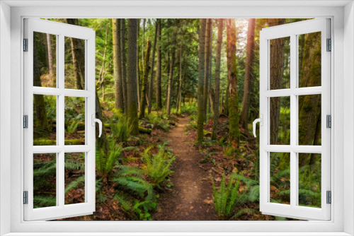 Fototapeta Naklejka Na Ścianę Okno 3D - Pacific Northwest Forest Trail. The Baker Preserve on Lummi Island, Washington. A beautiful small trail that leads to a magnificent viewpoint and is lined with ferns and evergreen trees.