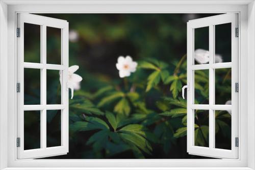 Fototapeta Naklejka Na Ścianę Okno 3D - Wild white forest flower Anemona