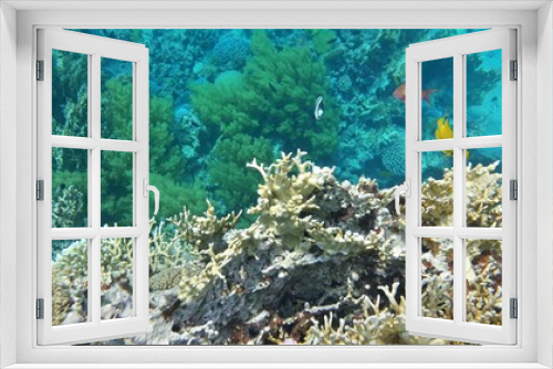 Fototapeta Naklejka Na Ścianę Okno 3D - The amazing underwater world. Corals and their inhabitants. 