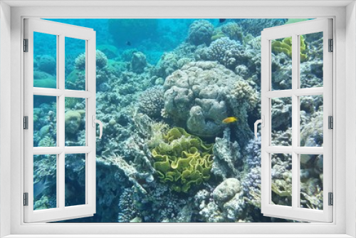 Fototapeta Naklejka Na Ścianę Okno 3D - The amazing underwater world. Corals and their inhabitants. 