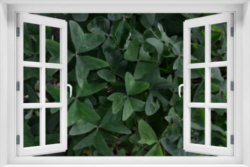Fototapeta Naklejka Na Ścianę Okno 3D - green leaves natural background