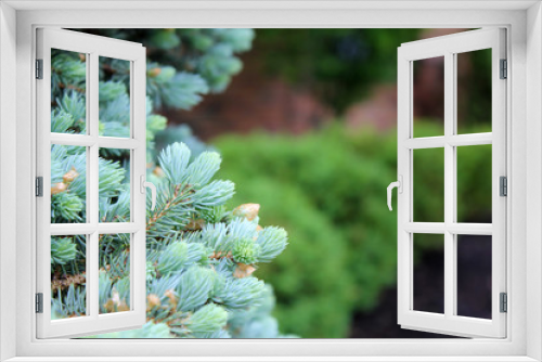 Fototapeta Naklejka Na Ścianę Okno 3D - Offset pine tree