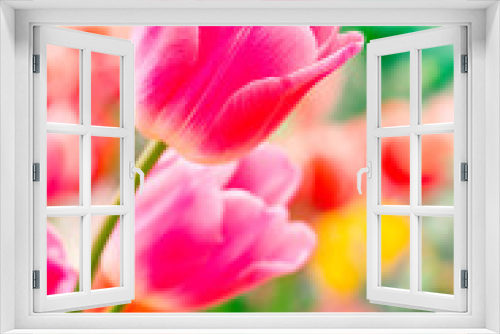 Fototapeta Naklejka Na Ścianę Okno 3D - Colorful spring-blooming tulips flowers in the garden. Spring wallpaper. Flower greeting cards background. Soft selective focus