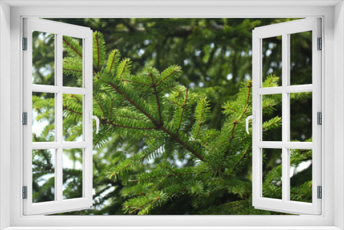 Fototapeta Naklejka Na Ścianę Okno 3D - Fresh branch of young conifer tree with green needles