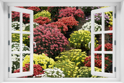 Fototapeta Naklejka Na Ścianę Okno 3D - kwiat, roslina, wszystkich, swietych, cmentarz, swieto