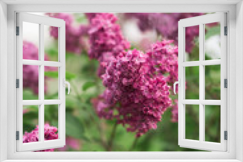 Fototapeta Naklejka Na Ścianę Okno 3D - Spring branch of blossoming lilac