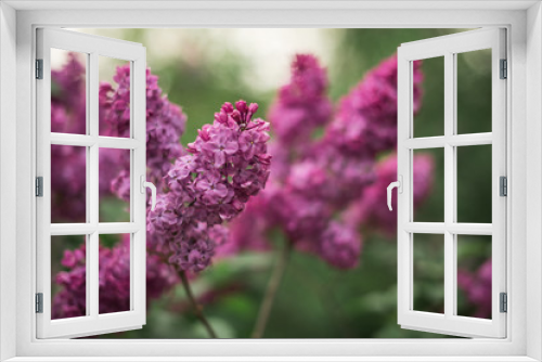 Fototapeta Naklejka Na Ścianę Okno 3D - Spring branch of blossoming lilac