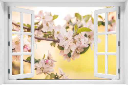 Fototapeta Naklejka Na Ścianę Okno 3D - Apple flowers in bloom spring background