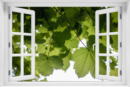Fototapeta Naklejka Na Ścianę Okno 3D - beautiful sunlight glints through fresh spring leaves