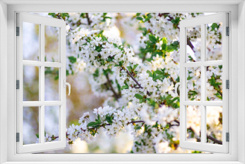 Fototapeta Naklejka Na Ścianę Okno 3D - Branches of blossoming apricot macro with soft focus on gentle light blue sky background. For easter and spring greeting cards with beautiful floral spring abstract background of nature