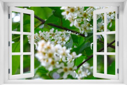 Fototapeta Naklejka Na Ścianę Okno 3D - cherry blossoms in spring in may