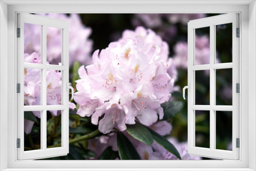Fototapeta Naklejka Na Ścianę Okno 3D - Azalea flowers in the garden