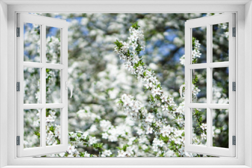 Fototapeta Naklejka Na Ścianę Okno 3D - Beautiful flowering tree In the spring. Flowers in April time in the sun. Stock background in nature