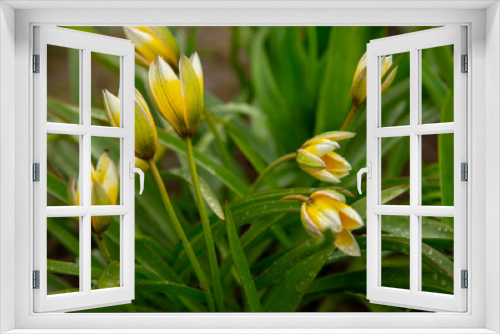 Fototapeta Naklejka Na Ścianę Okno 3D - A full frame of delicate unusual tulips as a backdrop.
