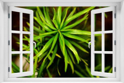 Fototapeta Naklejka Na Ścianę Okno 3D - araucaria green leaves