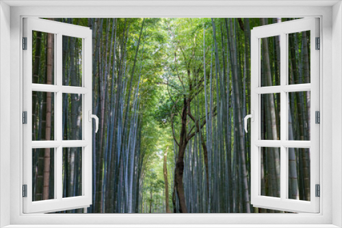 Fototapeta Naklejka Na Ścianę Okno 3D - Arashiyama Bamboo Grove in Kyoto, Japan
