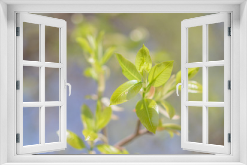 Fototapeta Naklejka Na Ścianę Okno 3D - Fresh green leaves on the branches from put forth fresh leaves (Bud or Sprout) on tree in nature background