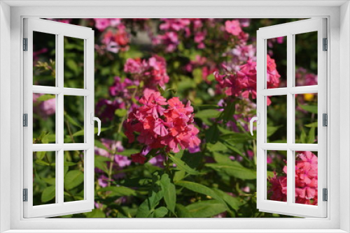 Fototapeta Naklejka Na Ścianę Okno 3D - Pinke Blumen