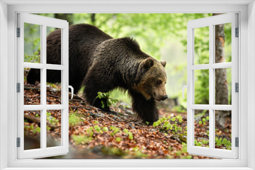 Fototapeta Naklejka Na Ścianę Okno 3D - Strong brown bear, ursus arctos, walking in forest in summer nature, Slovakia, Europe. Majestic wild animal going with leg stretched forward on hillside between trees.