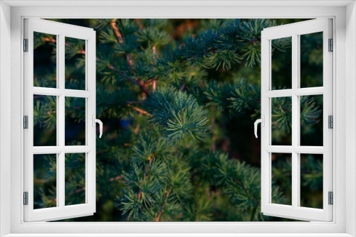 Fototapeta Naklejka Na Ścianę Okno 3D - macro fresh larch greens
