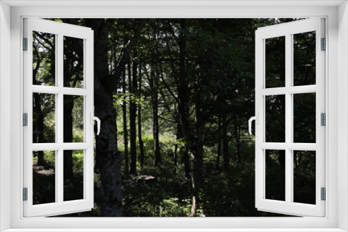 Fototapeta Naklejka Na Ścianę Okno 3D - Natura e boschi
