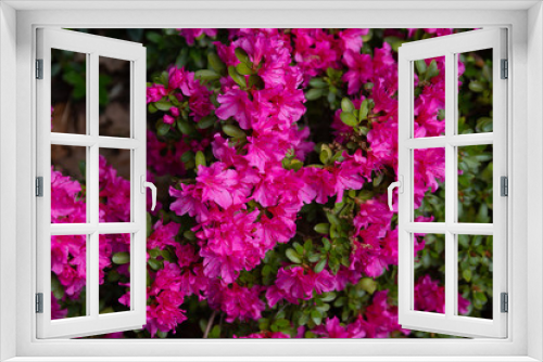 Fototapeta Naklejka Na Ścianę Okno 3D - Pink flower Backround