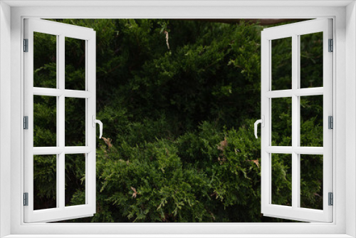 Fototapeta Naklejka Na Ścianę Okno 3D - Green Backround