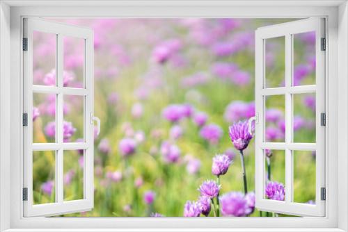 Fototapeta Naklejka Na Ścianę Okno 3D - Fresh chive flowers in agriculture with space for text or logos