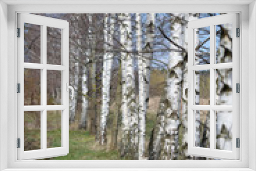 Fototapeta Naklejka Na Ścianę Okno 3D - An uneven row of white European birches on the border with a spring field