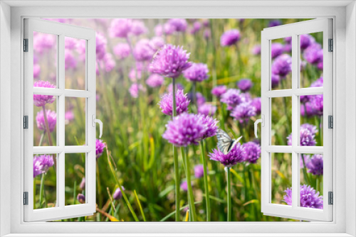 Fototapeta Naklejka Na Ścianę Okno 3D - Fresh chive flowers in agriculture with space for text or logos