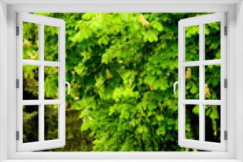 Fototapeta Naklejka Na Ścianę Okno 3D - Castanea, alley of spring trees