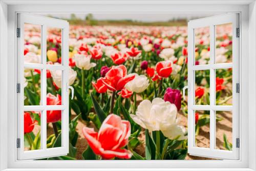 Fototapeta Naklejka Na Ścianę Okno 3D - many bright colorful tulip flowers flowerbed field